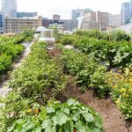 Urban gardening